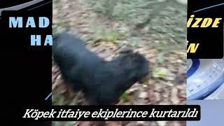 DEREDE MAHSUR KALAN SOKAK KÖPEĞİNİ İTFAİYE KURTARDI