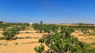 مزرعة للبيع 17 فدان عقد ملك نهائي من الهيئة في وادي النطرون طريق مصر اسكندرية الصحراوي