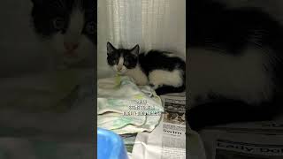 Kitten rescued from drainage pipe by Escambia County Animal Welfare