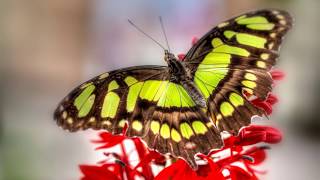 Insecta (56) - Beautiful Butterfly_36