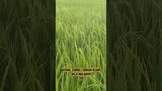 CBD 1 Bulan kering Keluar Juga Malainya #petani