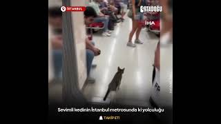 İstanbul Metrosuna Binen Kedinin Sevimli Görüntüleri 🐱