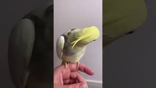 Funny Cockatiel Videos