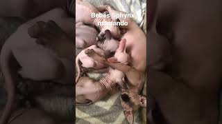 Filhotes de gato Sphynx mamando ❤️😍 DonZanini.com.br