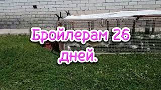 Бройлерам 26 дней и выпускаю адлерских на улицу.