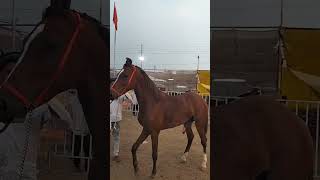 sarangkheda 2023#shorts #horse#trending