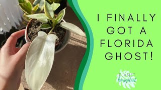 Single Plant Haul (Philodendron Florida Ghost - FINALLY)