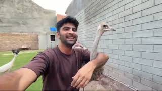 Turab K Lye Surprise Gift Mangwa Lia😍Hmare Mini Zoo Main Ostrich Agiya❤️#viralvideo