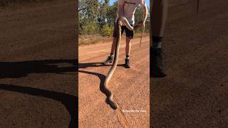 One of Australia’s heaviest snakes #snake #wildlife #shorts