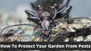 How To Protect Your Garden From Pests