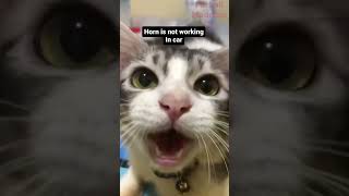 Funny Animals Videos 🤣 | Ep. 507 #shorts #viral #funny