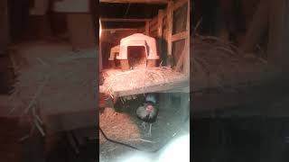 Where is Rocky the Rooster-Is He Scared of the Heatlamp?