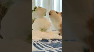 Cute guinea pig fights a snowman ⛄️