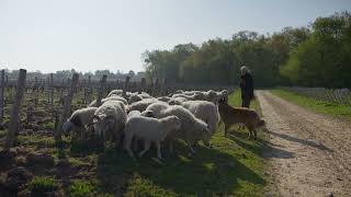 Chateau Malartic-Lagravière et la biodiversité - La Bulle Verte