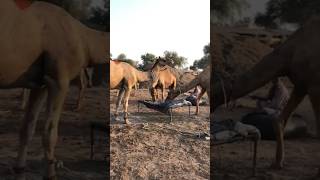 Amazing  vlogs #camel #goat #youtubeshorts #youtubevideos #animals #youtube #ytshorts #shorts