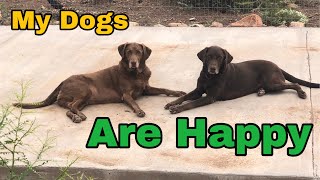 My Dogs Are Happy (Or Are They, Just For Fun)