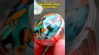 Batu pancawarna gak ada obat #shorts#batuakikpancawarna#pancawarnagarut