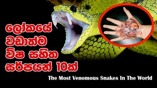 ලෝකයේ වඩාත්ම විෂ සහිත සර්පයන් 10 ක්|The Most Venomous Snakes In The World.