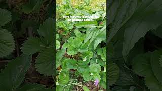 Why I grow strawberries 🍓 as ground cover