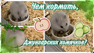 ЧЕМ Кормить Джунгарского Хомяка?🧁🥧{что можно и нельзя Джуни} яХрумка