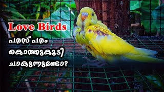 why love birds fight and kill each other|love birds പരസ്പരം കൊത്തുകൂടി ചാവുന്നുണ്ടോ|Budgies|CJ Farm