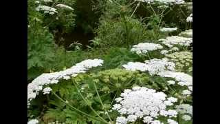 Foraging safety...Identify giant hogweed (Heracleum mantegazzianum) in flower!