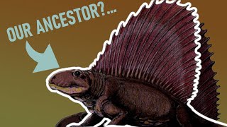 Dimetrodon | more related to us than dinosaurs?...