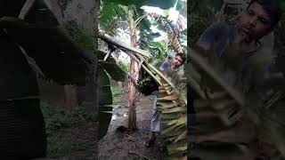 #How to harvesting are banana#ep-208#short🍌🍌food