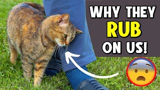 The Secret Behind Why Cats Rub Against You – You Won't Believe It! 🔥