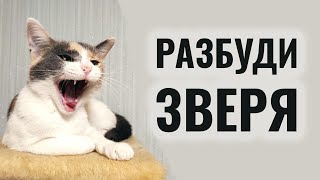 Почему нужно играть с кошкой хотя бы 3 минуты в день