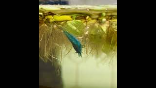 Blue shrimp just hanging