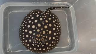 Скат леопольди гибрид "чёрный диамант" (Potamotrygon leopoldi sp. BLACK DIAMOND)