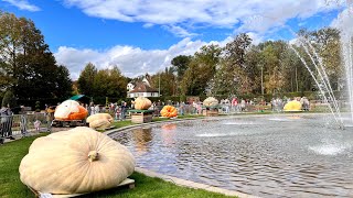 Festivalul dovlecilor din Ludwigsburg. Cel mai mare dovleac 765 de kg. #viral #viralvideo #germany