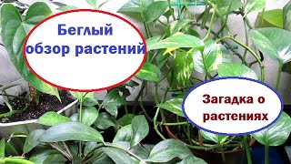 Беглый обзор комнатных растений + загадка о растениях