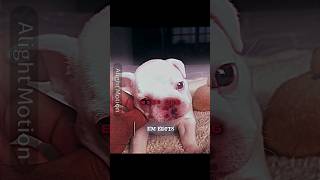 ☠️Best dog edit || #meme #memes