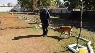 Acompanhe o treinamento do cão Thor no Canil da Guarda Civil Metropolitana