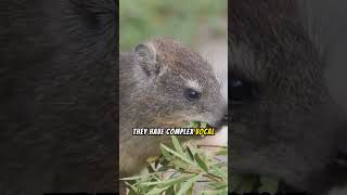 Learn more about Rock Hyraxes #shortsnouts #sturdylegs #social #