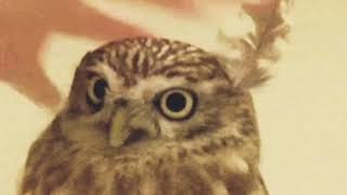 Очень смешная и элегантная сова🦉