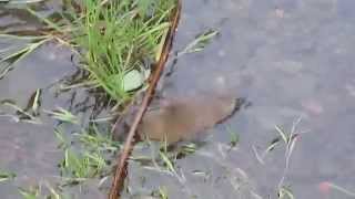 Wasserratte im wilden Okertal Harz