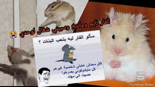 الفار الملعون سيبني شغال في الشمس وهو مانتخ تحت الجميزه👈🐀🐁🐀🐭😂😅🤣