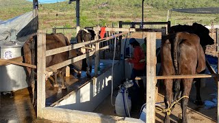 DICAS COMO VOCÊ PODE GANHAR DINHEIRO COM A PECUÁRIA, E QUANTO FATURAMOS NO MÊS DE DEZEMBRO 🐄🧬🙌🏼