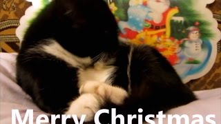 Merry Christmas. Cat's Christmas