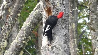 Magellanic Woodpecker - San Juan, near Punta Arenas, Chile