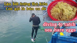 Lặn tìm kiếm trứng thỏ biển - Bún cu đê #lanbien