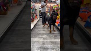 Huge Rottweiler #dogtraining #dog