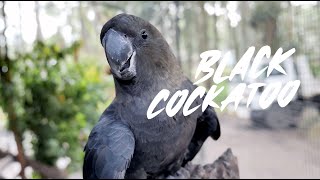 Glossy Black Cockatoo