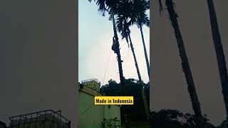 Manjat Kelapa Sekarang Sudah Mulai Moderen