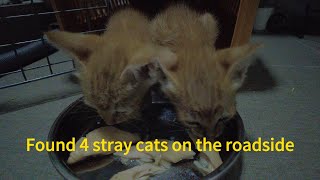 Found 4 stray cats on the roadside