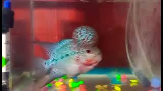 #Entry30 Juvy Size Zhenzou Flowerhorn #ZZ #FH #tawitawibreed