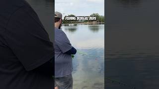 Fishing Bluegill Beds #monkey #monkeysspinningmonkeys #bluegill #troutfishing #fishingbait